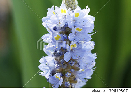 ポンテデリフの花 30619367