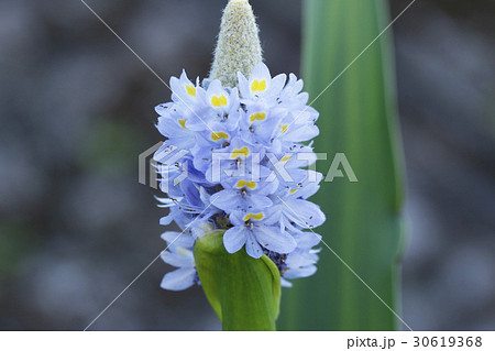 ポンテデリフの花 30619368