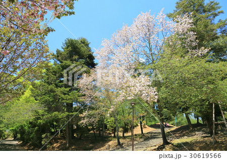 奈良の八重桜 30619566