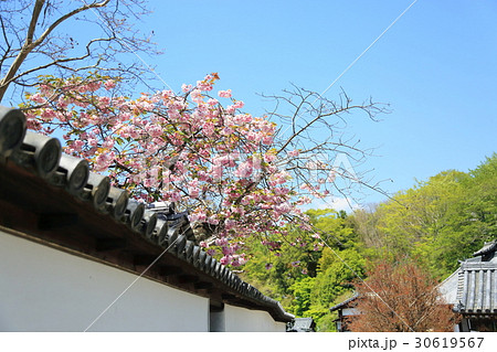 奈良の八重桜 奈良の八重桜 30619567