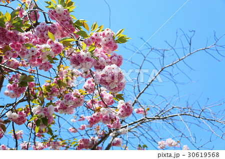 奈良の八重桜 奈良の八重桜 30619568