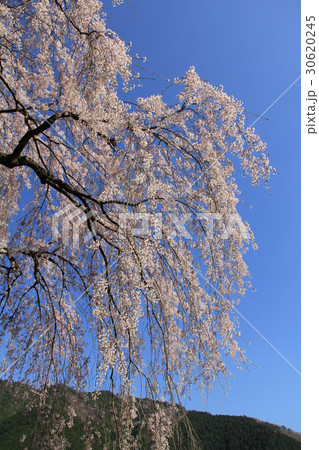 中越家のしだれ桜 30620245