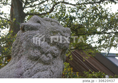 富山県射水市櫛田神社の狛犬 富山県射水市櫛田神社の狛犬 30620437