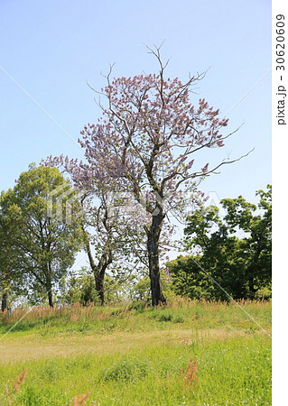 キリの花 キリの花 30620609