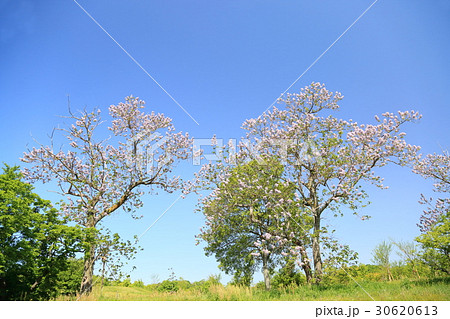 キリの花 30620613