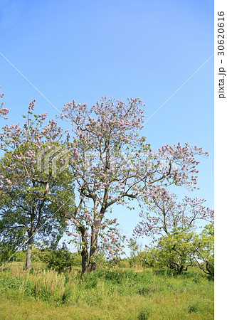 キリの花 キリの花 30620616