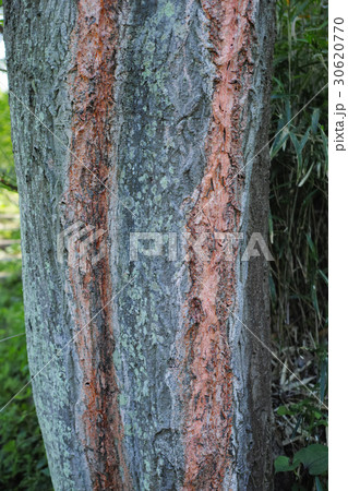 ファフィア酵母を含む赤っぽい樹液を流したミズキの幹 30620770
