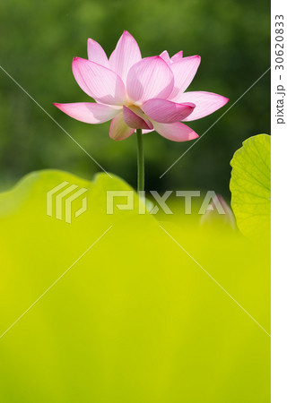 蓮 蓮 30620833