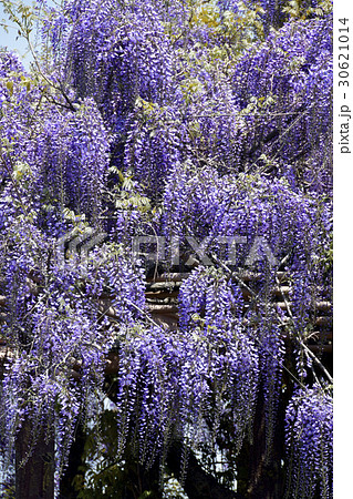 藤の花 30621014