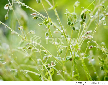 雨あがりの草原 雨あがりの草原 30621055