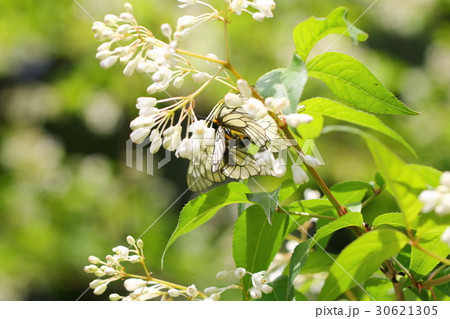 ウスバシロチョウ ウスバシロチョウ 30621305