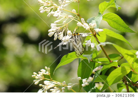 ウスバシロチョウ 30621306