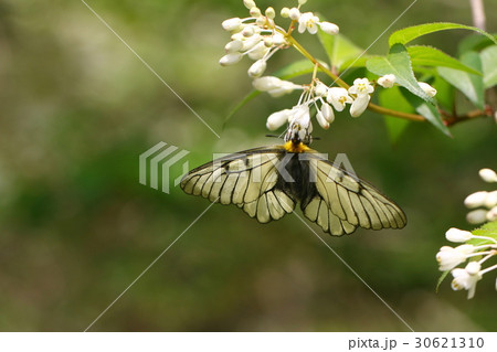 ウスバシロチョウ 30621310