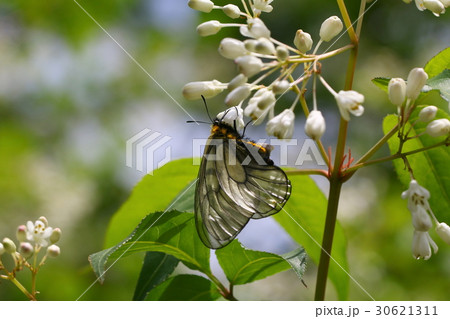 ウスバシロチョウ 30621311