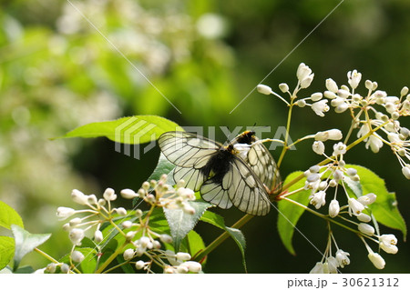 ウスバシロチョウ ウスバシロチョウ 30621312
