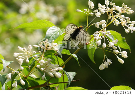 ウスバシロチョウ 30621313