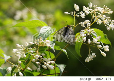ウスバシロチョウ 30621314