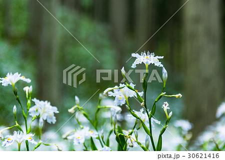 シャガ　群生地　水源の里 30621416