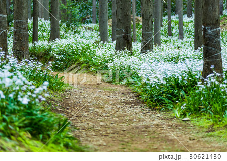 シャガ　群生地　水源の里 30621430
