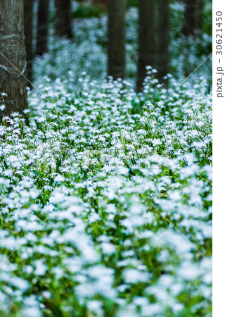 シャガ　群生地　水源の里 30621450