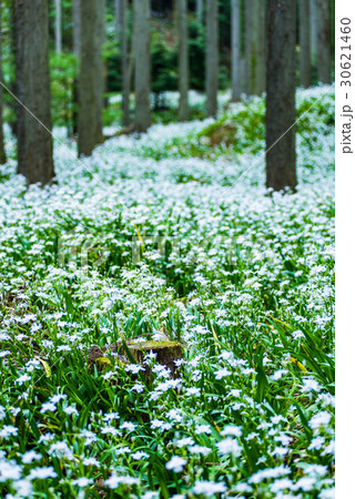 シャガ　群生地　水源の里 30621460