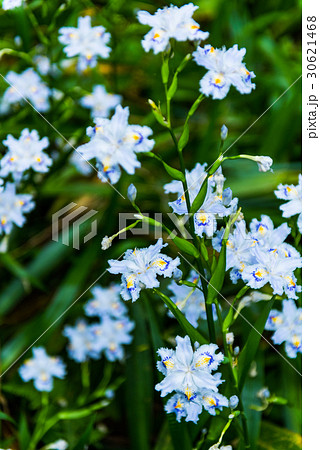 シャガ　群生地　水源の里 30621468