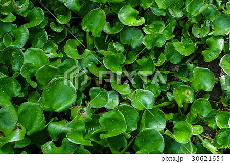 Water hyacinth, Eichhornia crassipes Water hyacinth, Eichhornia crassipes 30621654