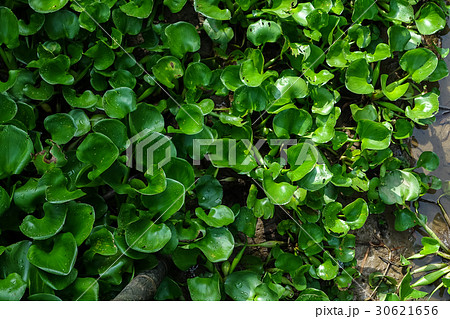 Water hyacinth, Eichhornia crassipes Water hyacinth, Eichhornia crassipes 30621656