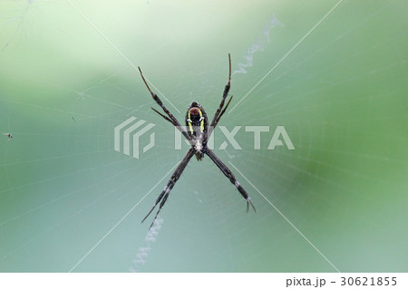 spider spider 30621855