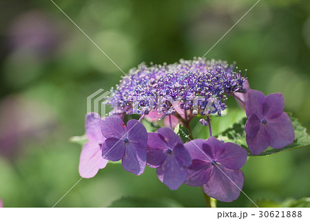 紫の紫陽花 30621888