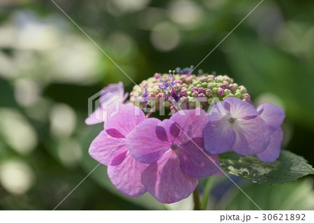 赤紫の紫陽花 赤紫の紫陽花 30621892