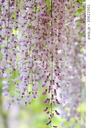 フジの花 30622001