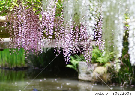 フジの花 30622005