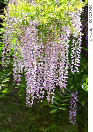 フジの花 30622006