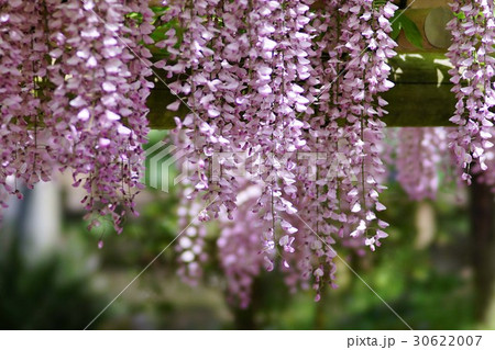 フジの花 30622007