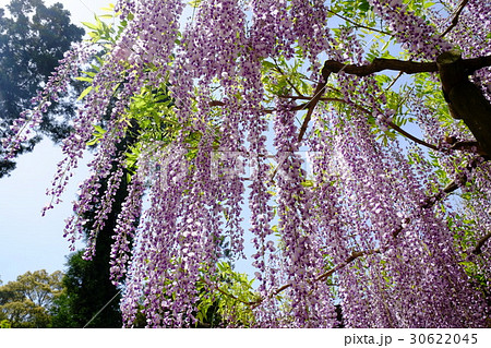 フジの花 30622045