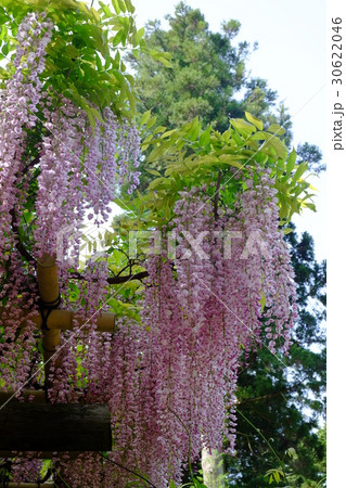 フジの花 30622046