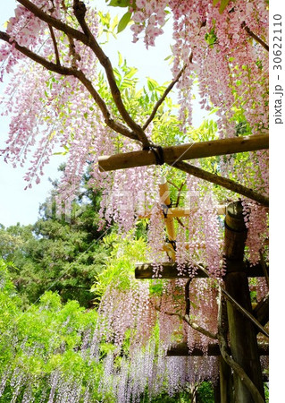 フジの花 30622110