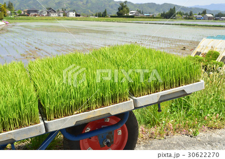 田植えの田園風景　安曇野 30622270