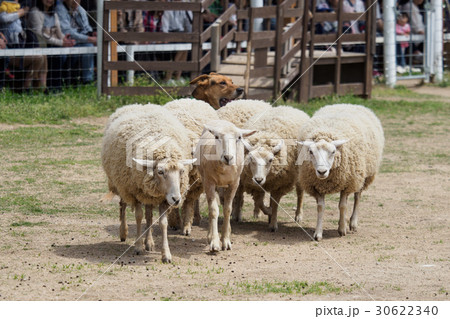 犬に追われる羊 30622340