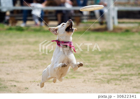 フリスビーに飛びつく犬の写真素材