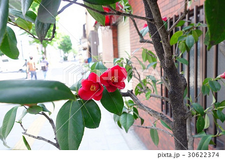 椿の花 椿の花 30622374