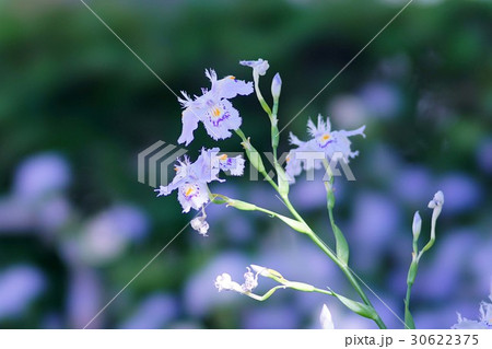 シャガの花 30622375