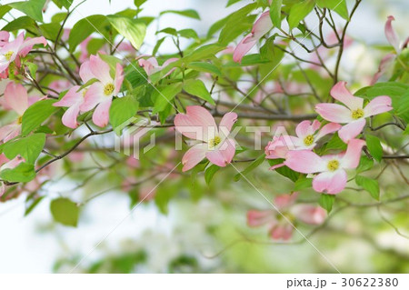 ハナミズキ ハナミズキ 30622380