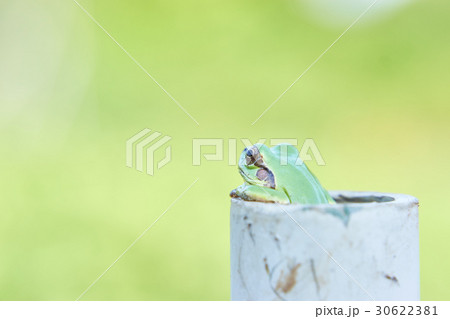 パイプから上半身を乗り出しぼんやり遠くを見つめるニホンアマガエルの後ろ姿 パイプから上半身を乗り出しぼんやり遠くを見つめるニホンアマガエルの後ろ姿 30622381