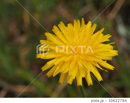 ブタナの花　ブタナ　草花 30622794