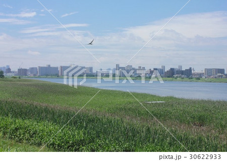 初夏の川崎市中瀬、大師橋近くの多摩川堤防から見る大田区の街並みと河川敷に群生するヨシ 30622933
