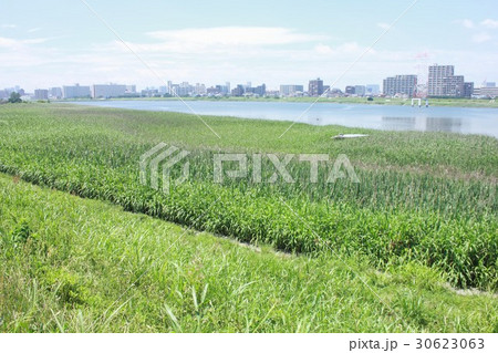 初夏の川崎市中瀬、大師橋近くの多摩川堤防から見る大田区の街並みと河川敷に群生する新緑のヨシ 30623063