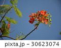 花 フラワー お花 30623074