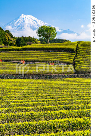 《静岡県》富士山と大淵笹場の茶畑 30623266